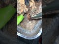 Phormingochilus so. rufus (Peach Earth Tiger Tarantula) #shorts #shortsfeed #shortsvideo