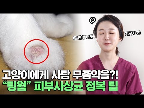 , title : '지긋지긋한 피부사상균 박멸 방법, 고양이 5마리 집사가 알려준다[동반학교2]'