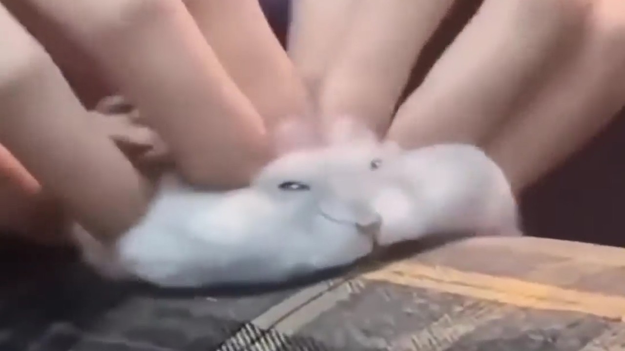 UNUSUAL MEMES COMPILATION V365