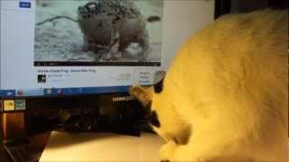 There is a frog video that is going viral and the uploader requested to film your pets as a reaction to it.
here is Cat Ivan's reaction to the original video.