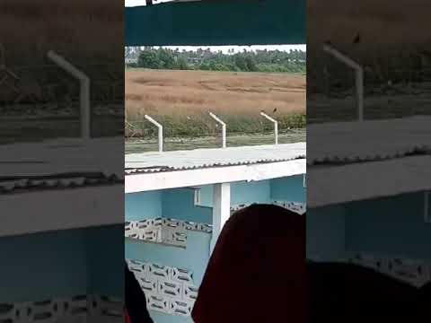 Cyclone Vs Malgaline