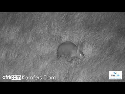 Africam Highlights - Aardvark at Kamfers Dam