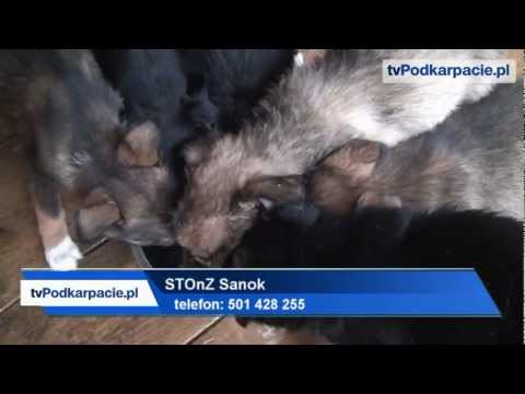 Seven puppies are waiting for a new home - tvPodkarpacie.pl