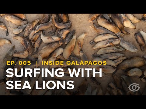Episode 5 | Inside Galápagos | Surfing with Sea Lions