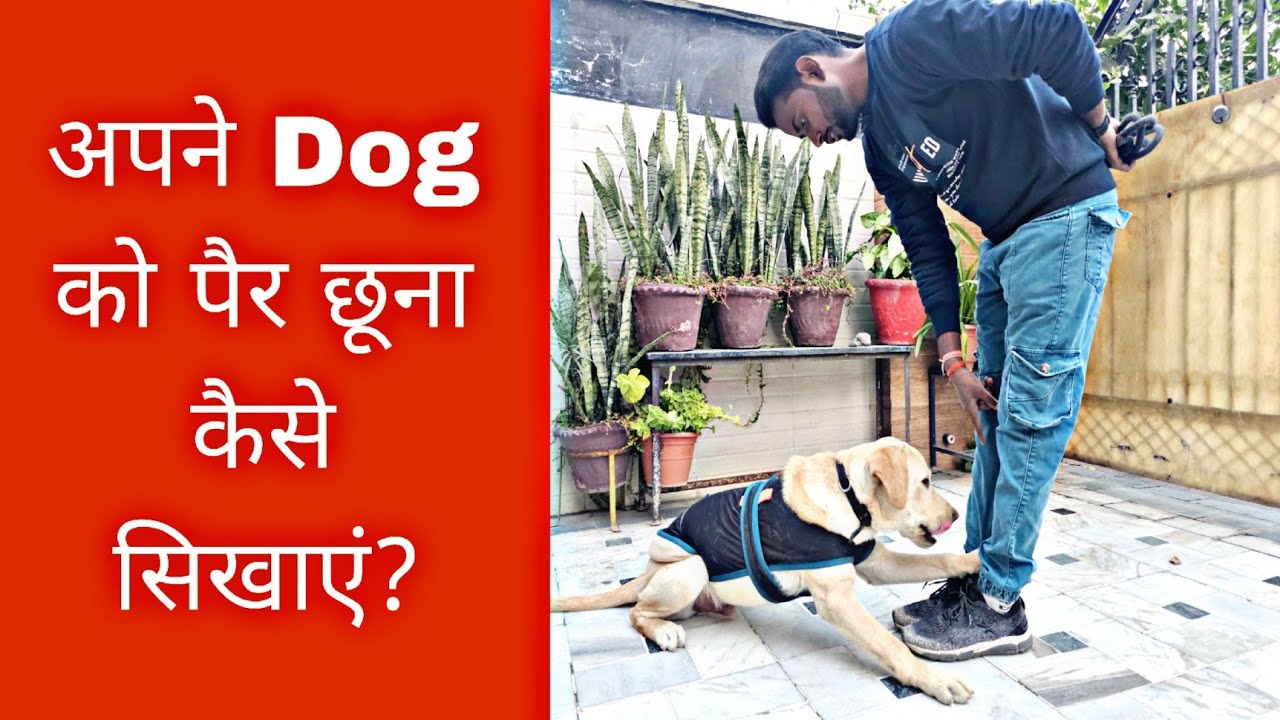 Labrador Dog Training - How to train your dog to "Touch feet" ( Dog ko Pair chuna sikhaye)