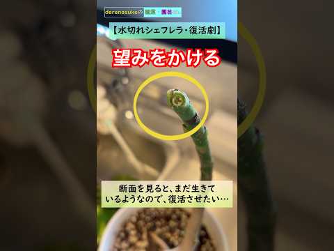 シェフレラ、ラディアント アラリア 植物