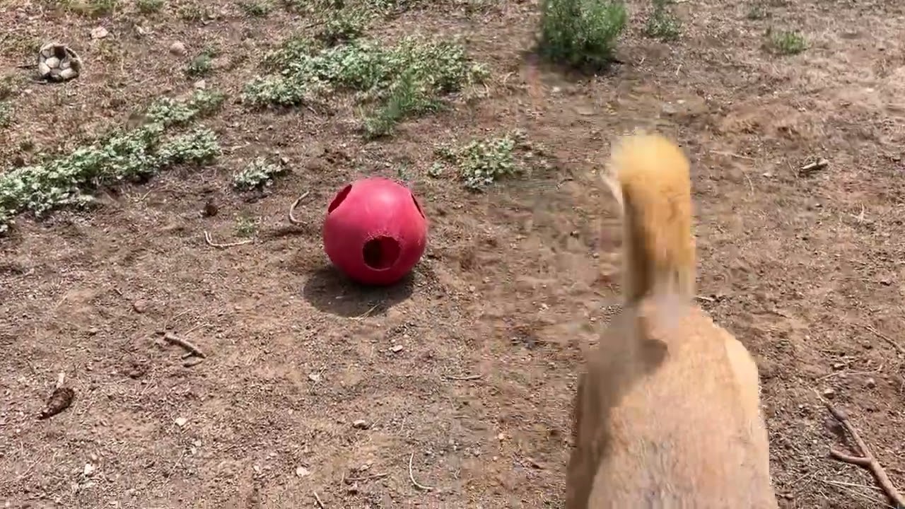 Lola - Butler Campus!, a Adoptable Mixed Breed in Flagstaff, AZ video 6/6