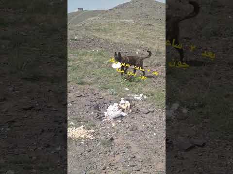 ***dutch sheperd is best dog for*** gurd#malinoismonday #dutchsheperd#dog #germanshepherd