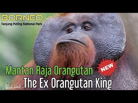 The Ex Orangutan King/Mantan Raja Orangutan🦧@orangutanhouseboattour6258