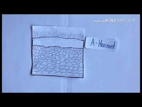 Bodentyp Rendzina einfach erklärt!