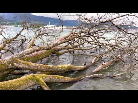 Ali Tekintüre - Süleyman Gültekin - Evlat