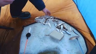 На что клюет щеклея
