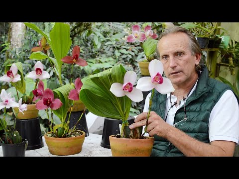, title : 'Cultivo de Orquídeas Lycaste | Aprende cómo tener hermosas floraciones'