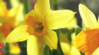 Download lagu Neng_Rifa_Siti_Rohmah❄YA SYAHIDAN❄ mp3 Download lagu Neng_Rifa_Siti_Rohmah❄YA SYAHIDAN❄ mp3