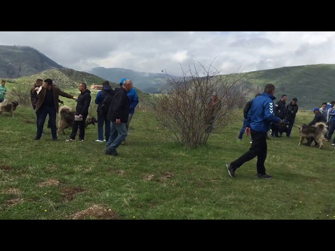 Izlozba Sarplaninaca Restelica 2017