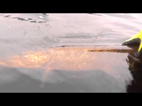 Release av gädda 5990g 101cm