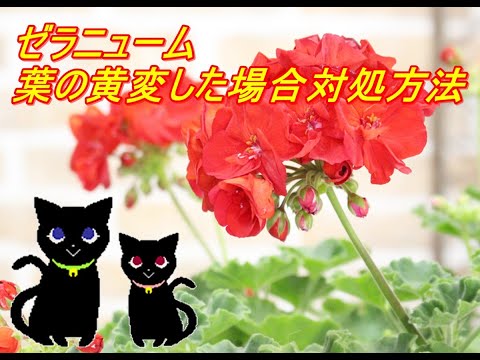 春にゼラニウムを再び元気にするにはどうすればよいですか？問題、原因、解決策  庭園