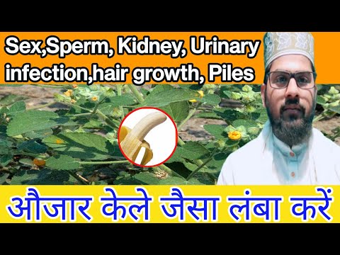 Rahmani horse-shakti