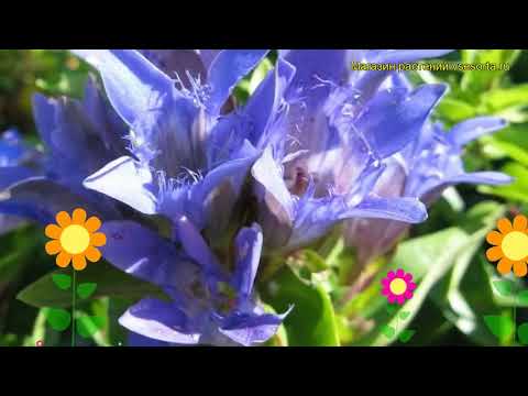 download lagu mp3 mp4 Gentiana Septemfida V Lagodechiana, download lagu Gentiana Septemfida V Lagodechiana gratis, unduh video klip Gentiana Septemfida V Lagodechiana
