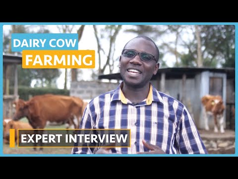 Dairy Cow Farming Lesson 1 Introduction to Dairy Farming Course