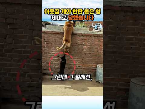 누가 진짜 대장인지 보여준 작은 개 #개 #반려견