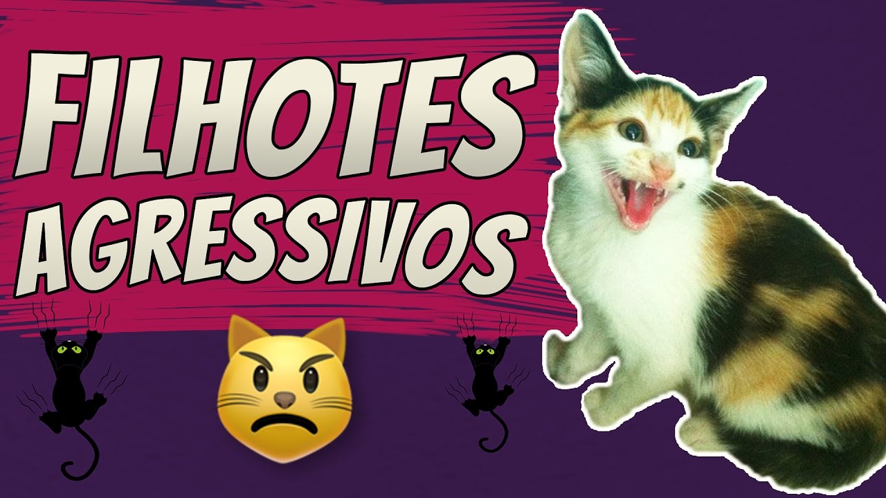 Meu FILHOTE é AGRESSIVO! | COMPORTAMENTO FELINO