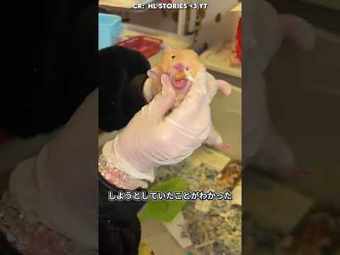 ハムスターの赤ちゃんを頬に隠した🐹🥺🍼