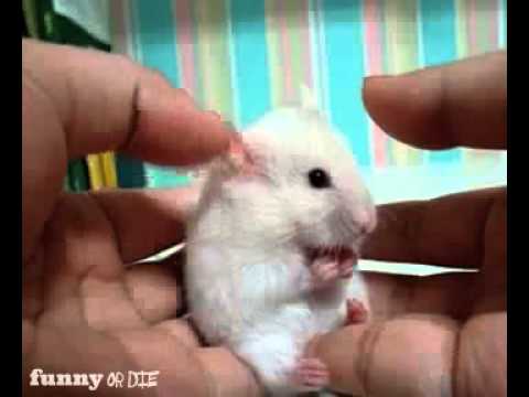 Das grinsene merschweinchweinchen