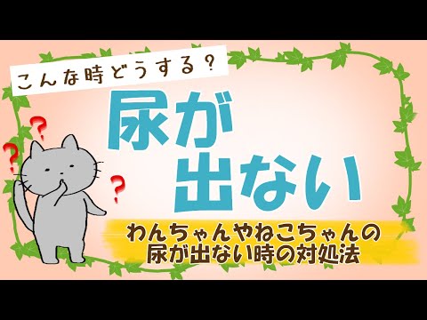 うちの猫がおしっこが出ない - 原因