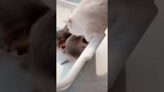 ☆Super Cute Animals☆Cute cats and funy dogs＆cat　videos compilation2021C㉜#Shorts