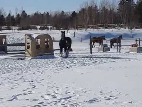 08-02-2015 Coffee trotte dans la neige / Coffee troting in the snow