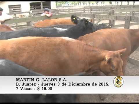 03-12-15 Ventas de Vaquillonas y Vacas - Martìn G. Lalor S.A. - B. Juarez.