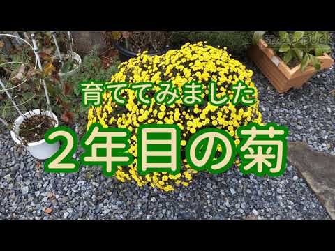どの菊の肥料を選ぶべきですか？冬になったらどのようにお手入れすればよいでしょうか？  庭園