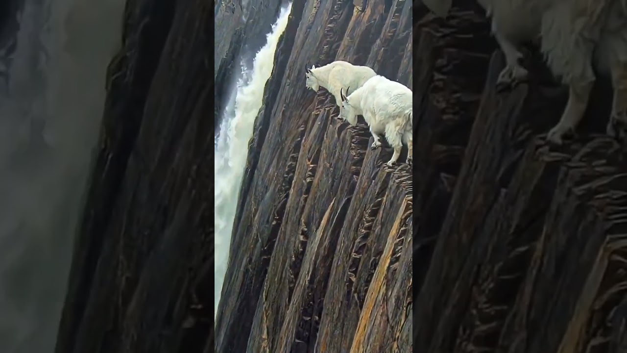 Blue sheep climbing cliffs is absolutely incredible #BlueSheepOnCliffs #AnimalWorld #animals