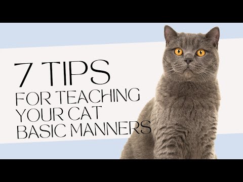 7 Tips for Teaching Your Cat Basic Manners