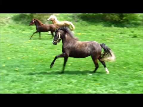 Normandie v. FS Numero Uno x Schwalmprinz geb.2014 , 3jährig