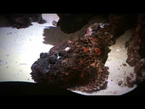 To żyje w morskich głębinach! [Enigma]