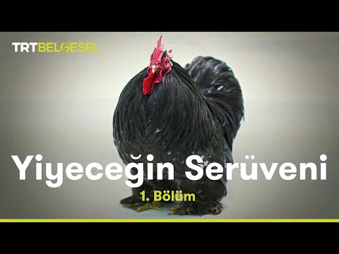 , title : 'Yiyeceğin Serüveni | Tavuk | TRT Belgesel'