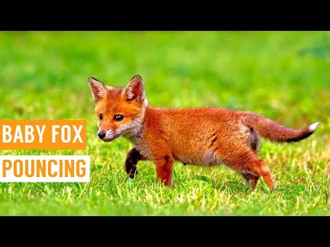 Friendly Baby Fox Pouncing Compilation!