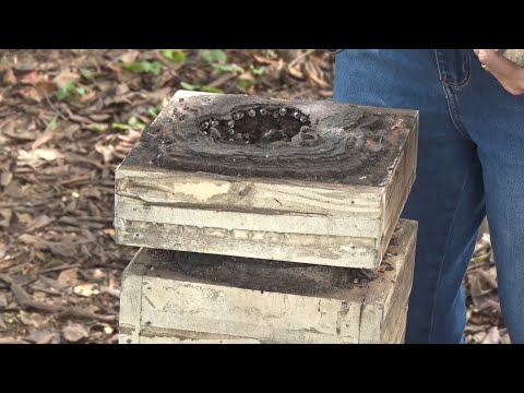 Complemento nutricional para alimentação de aves é foco de pesquisas 08 10 2022