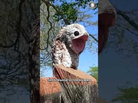 Great Potoo 👀 The Creepiest Bird!