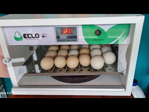 Sistema de Rolagem dos ovos na Chocadeira, Como saber se o motor de Rolagem estar funcionando.