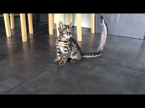 F1 bengal cat with kitten f2 bengal