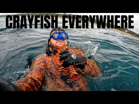 Freediving For CRAYFISH South Africa