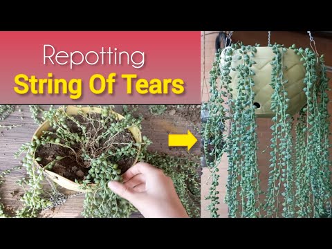 How To Repot String Of Tears | String Of Tears Propagation #stringoftears #Propagation 