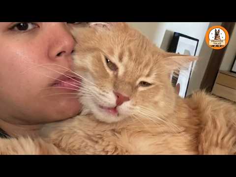 Leo the Cat Talked "Too Much" Until He Found His Person...