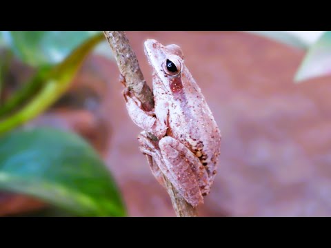 Grey foam nest tree frog |  southern foam-nest tree frog