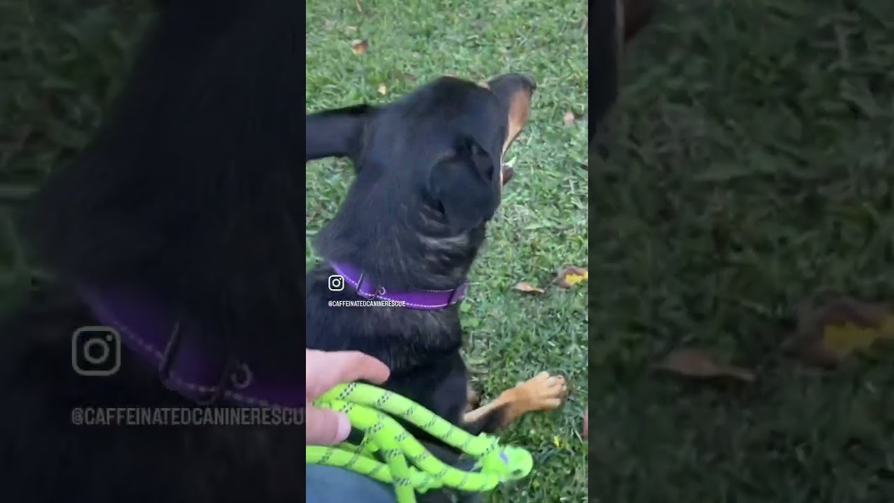 Sage Cowan, an adopted mixed breed in Willowbrook, IL video 6/6