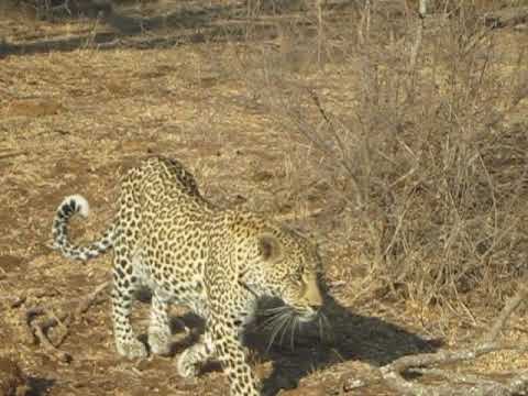 Impala snorting at leopard