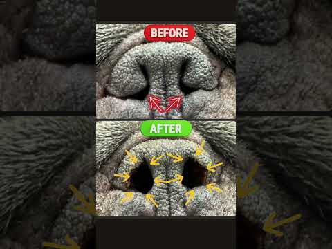 Thor Before & After BOAS Laser Surgery